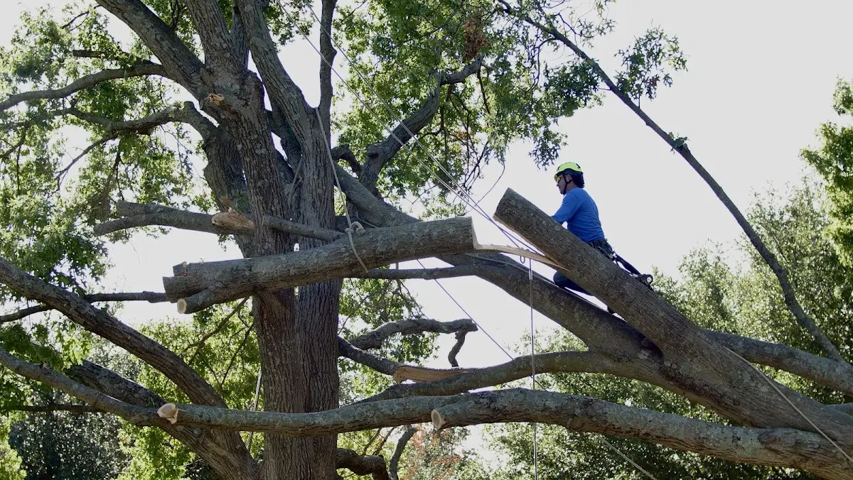 Professional Crown Thinning performed by certified arborists in Doe Hill