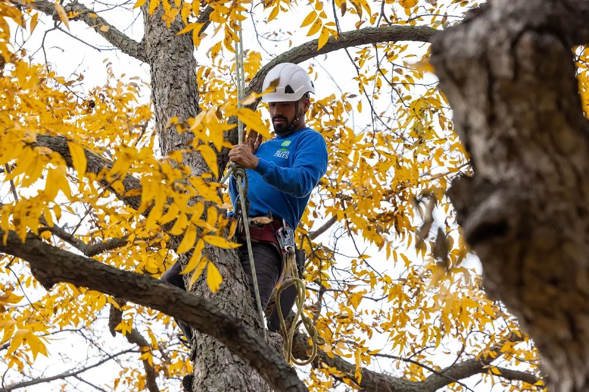 Skilled Storm Damage Cleanup crew working in Doe Hill
